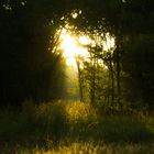 Sonnenaufgang im Wald