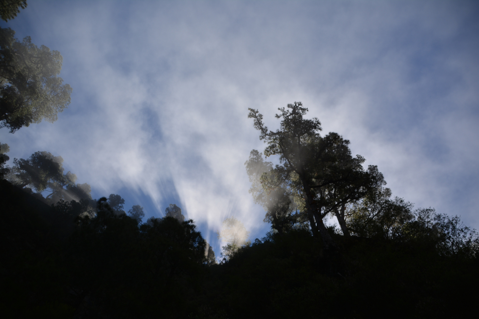 Sonnenaufgang im Wald