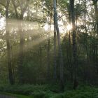 Sonnenaufgang im Wald