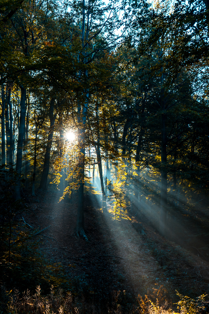 Sonnenaufgang im Wald