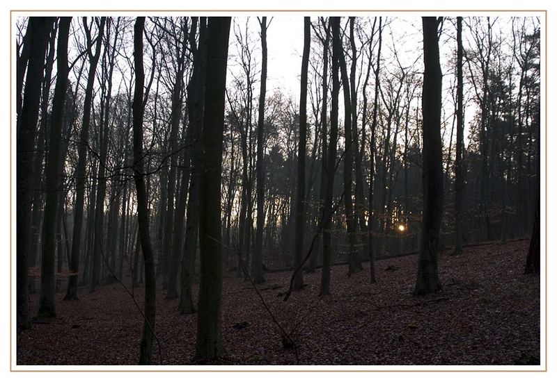 Sonnenaufgang im Wald reload