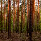 Sonnenaufgang im Wald von Frohnau in Berlin