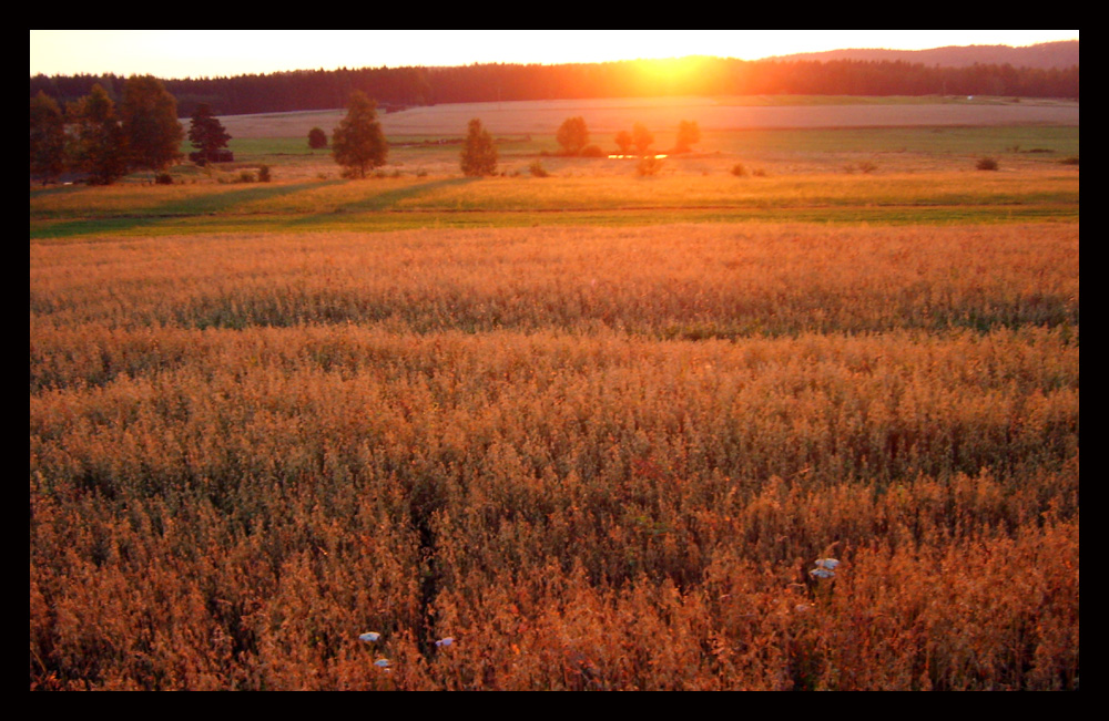 Sonnenaufgang im Waldviertel