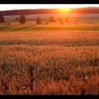 Sonnenaufgang im Waldviertel