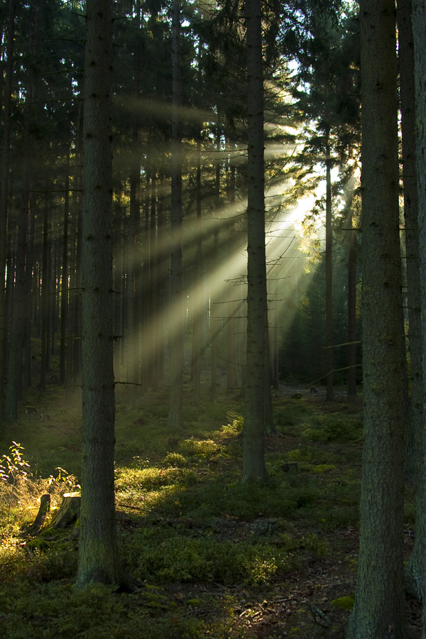 Sonnenaufgang im Waldviertel