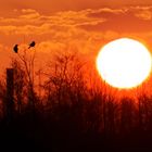 Sonnenaufgang im Wassergarten Reden 1