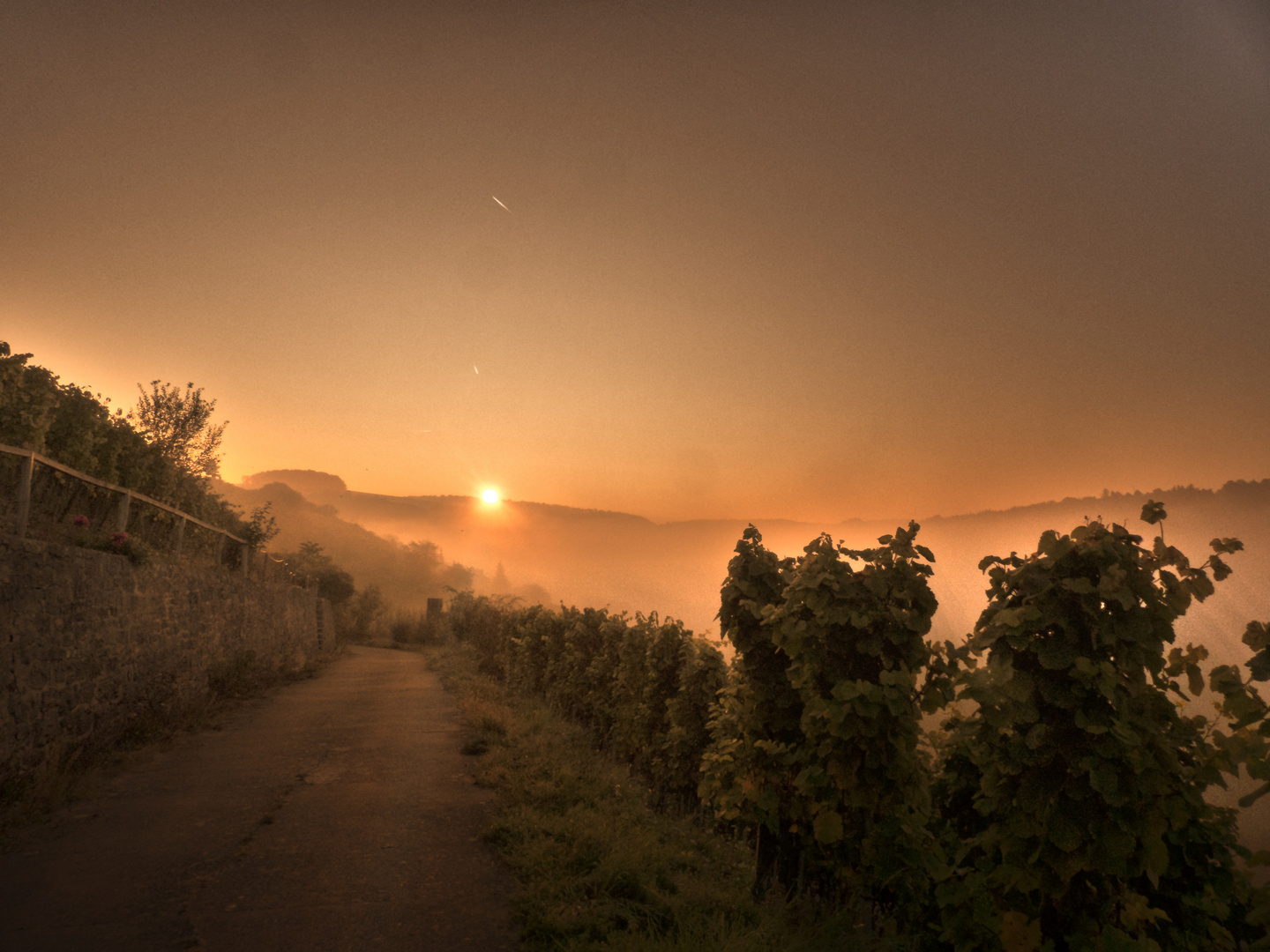 Sonnenaufgang im Weinberg