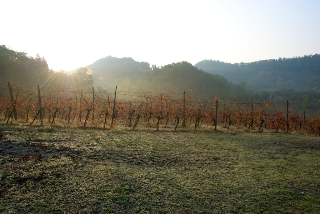 Sonnenaufgang im Weinberg