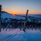 Sonnenaufgang im Weinberg im Winter