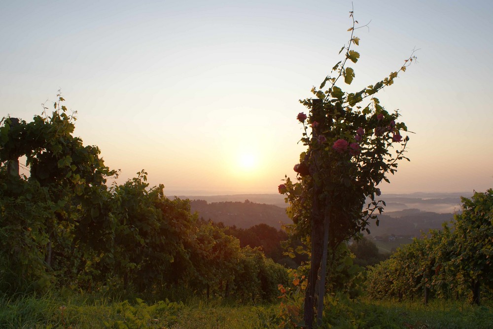 Sonnenaufgang im Weingarten