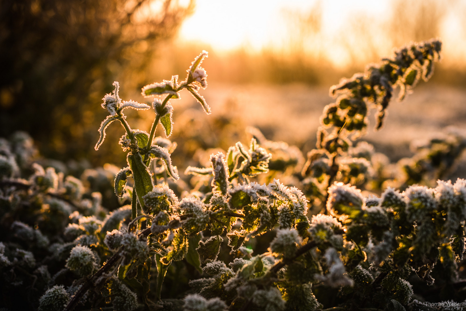 Sonnenaufgang im Winter