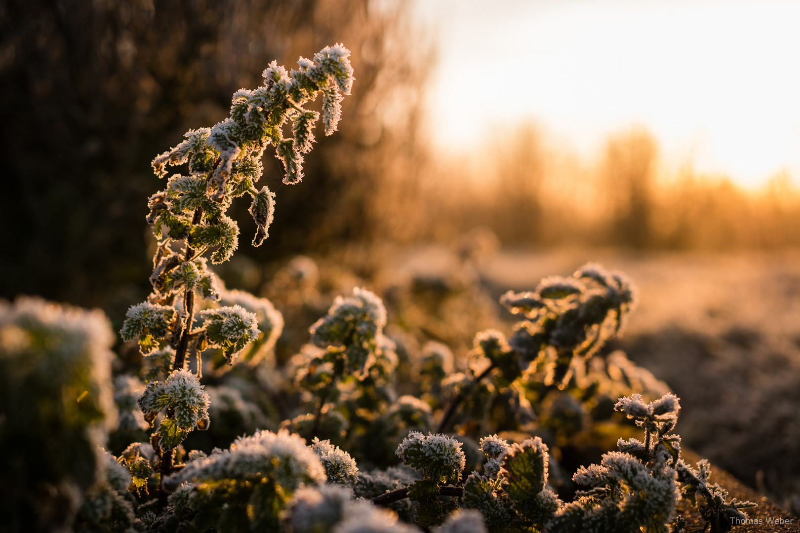 Sonnenaufgang im Winter