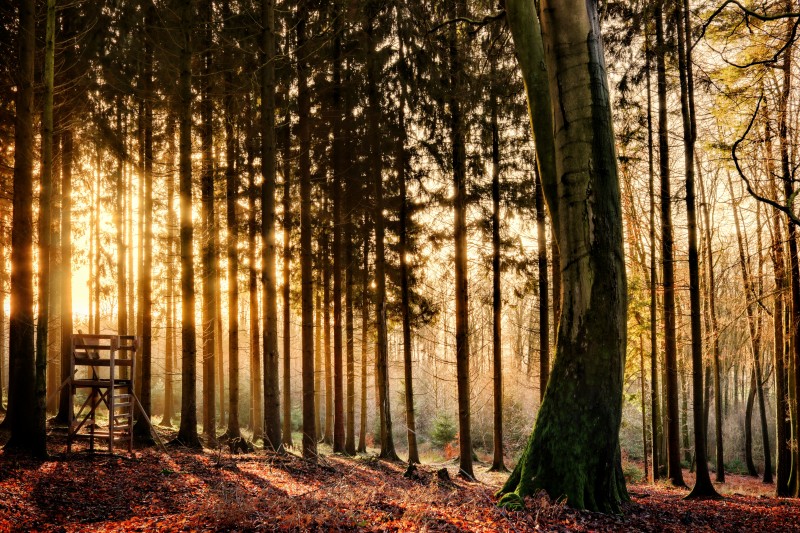 Sonnenaufgang im winterlichen Wald