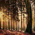 Sonnenaufgang im winterlichen Wald