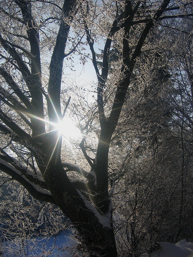 Sonnenaufgang im Winterwald