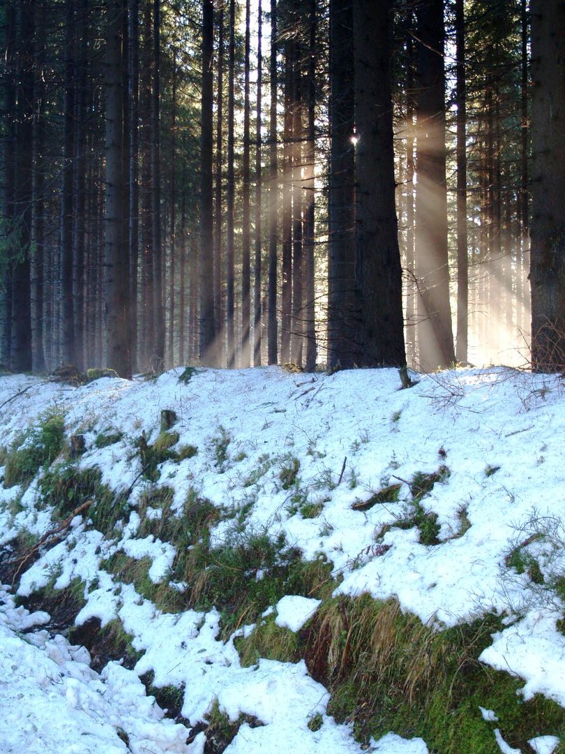 Sonnenaufgang im "Winterwald"