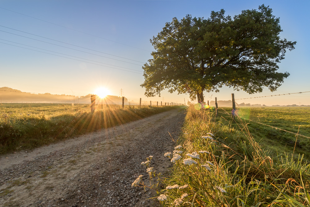 Sonnenaufgang im Würselner Wald