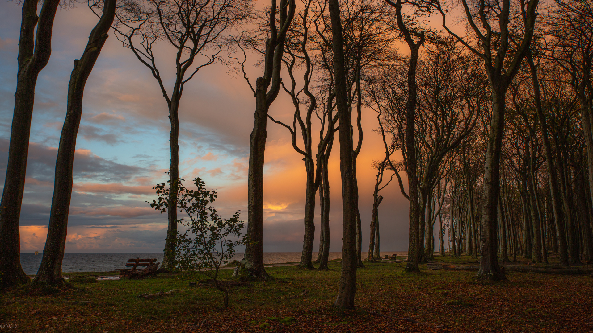 Sonnenaufgang im Zauberwald