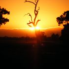 Sonnenaufgang in Australien zwischen Bendigo und Sydney