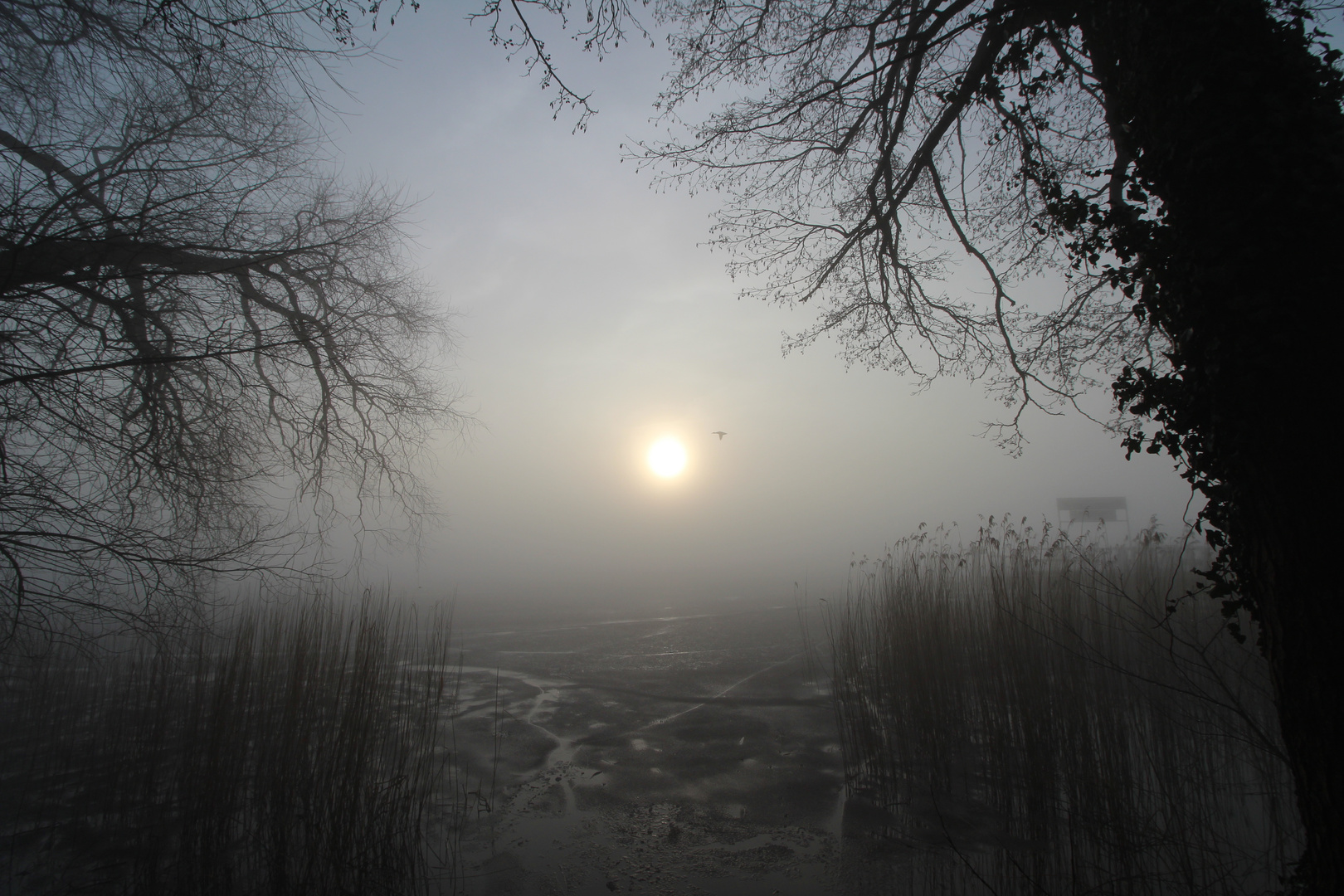 Sonnenaufgang in Bad Zwischenahn (im Nebel)