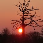 Sonnenaufgang in den Ahsewiesen