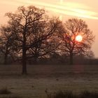 Sonnenaufgang in den Ahsewiesen