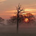 Sonnenaufgang in den Ahsewiesen