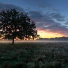 Sonnenaufgang in den Alsterwiesen