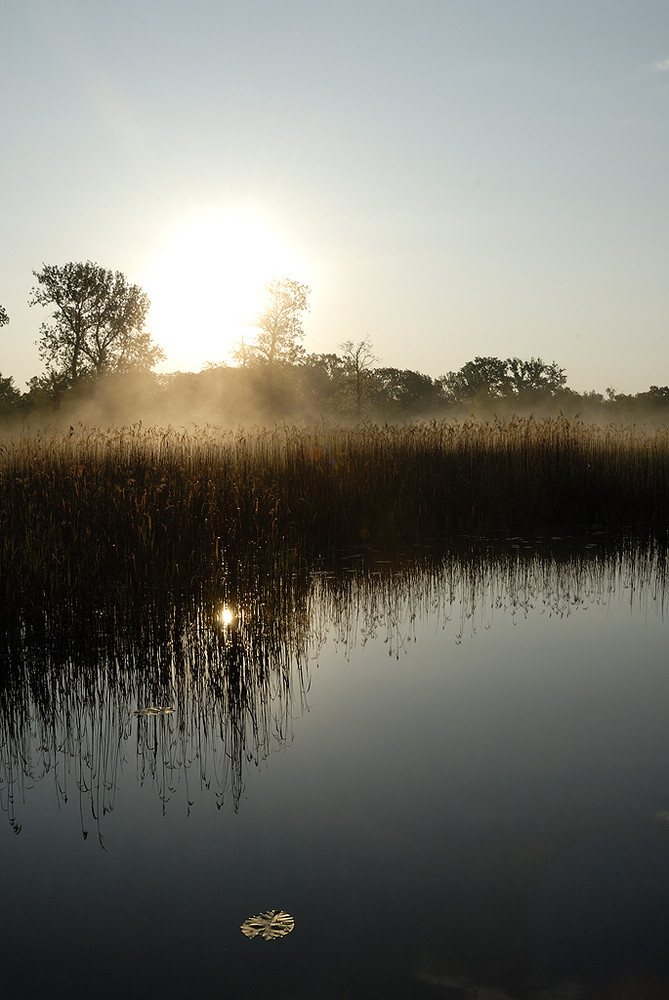 Sonnenaufgang in den Auen