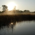 Sonnenaufgang in den Auen