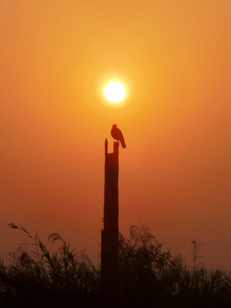 Sonnenaufgang in den Backwaters