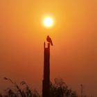 Sonnenaufgang in den Backwaters