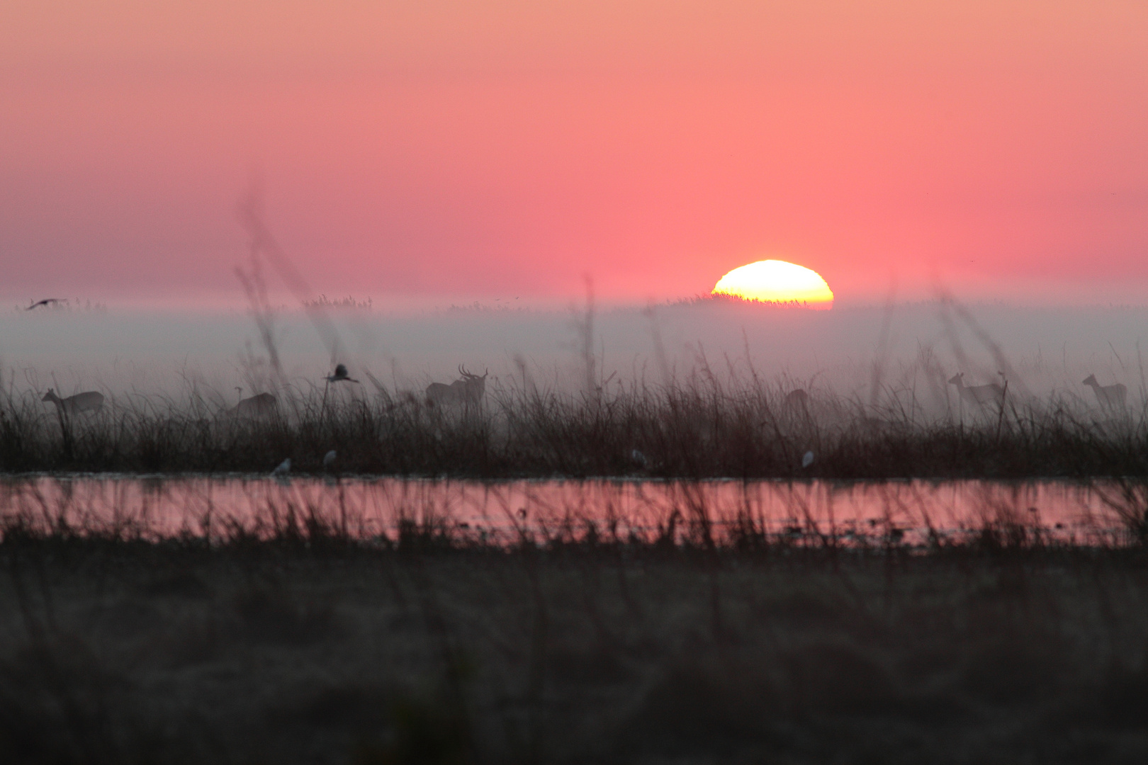 Sonnenaufgang in den Bangweulu-Sümpfen, Sambia