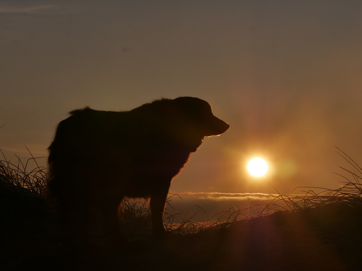 Sonnenaufgang in den Dünen