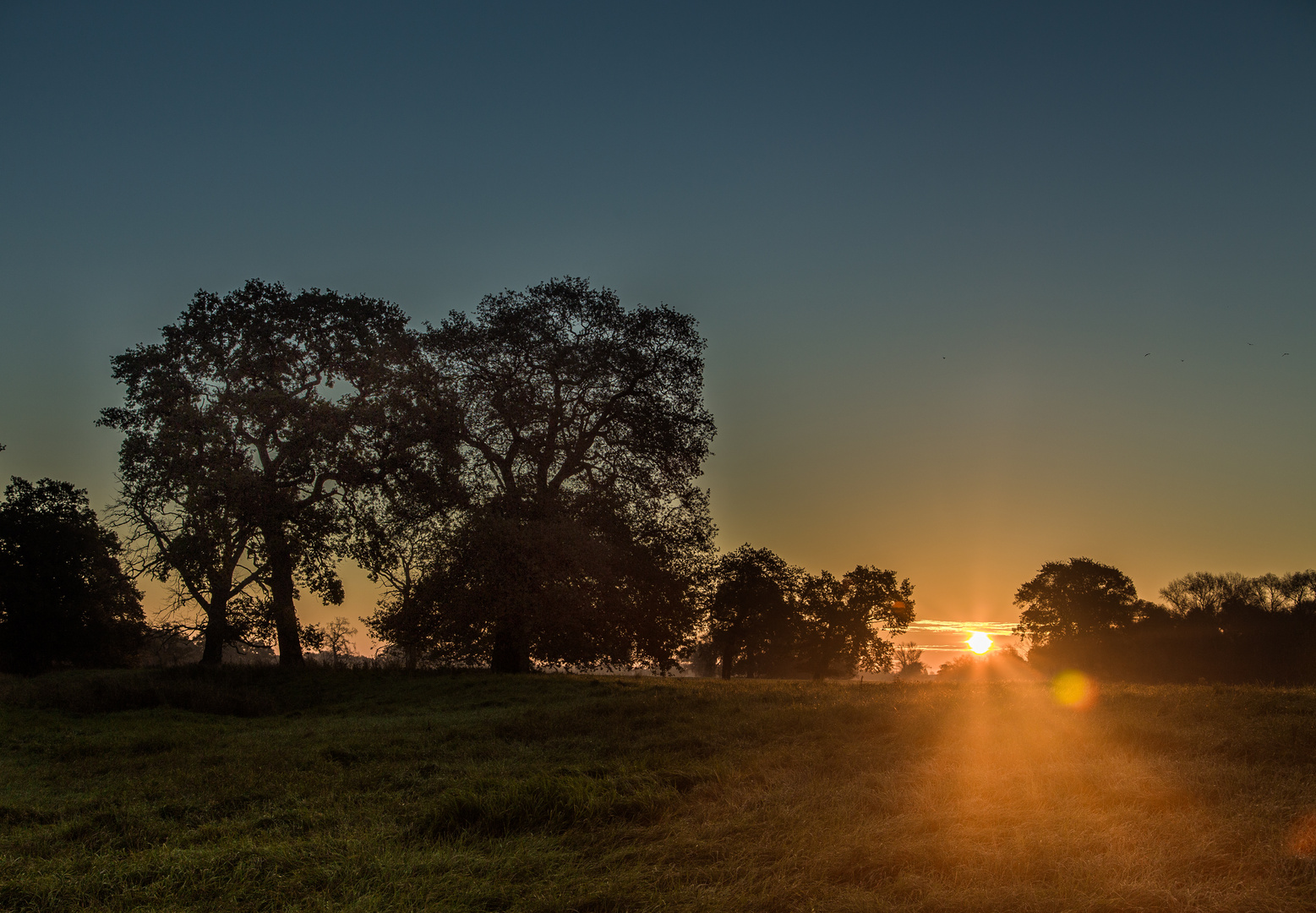 Sonnenaufgang in den Elbauen