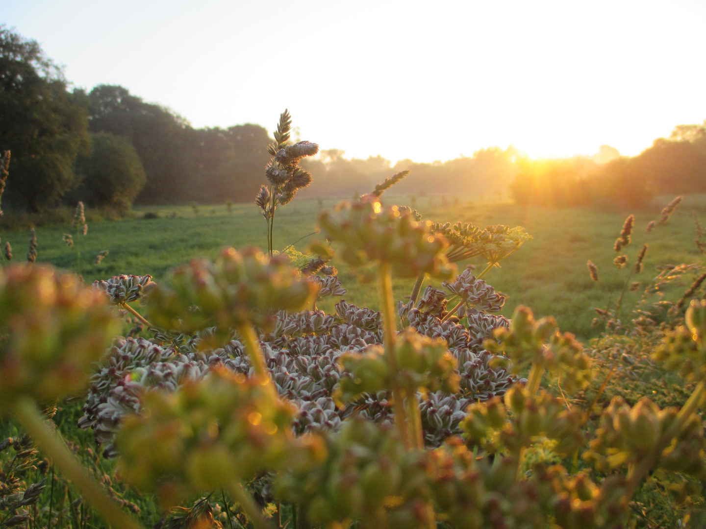 Sonnenaufgang in den Feldern auf dem Camino Frances