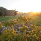 Sonnenaufgang in den Feldern auf dem Camino Frances