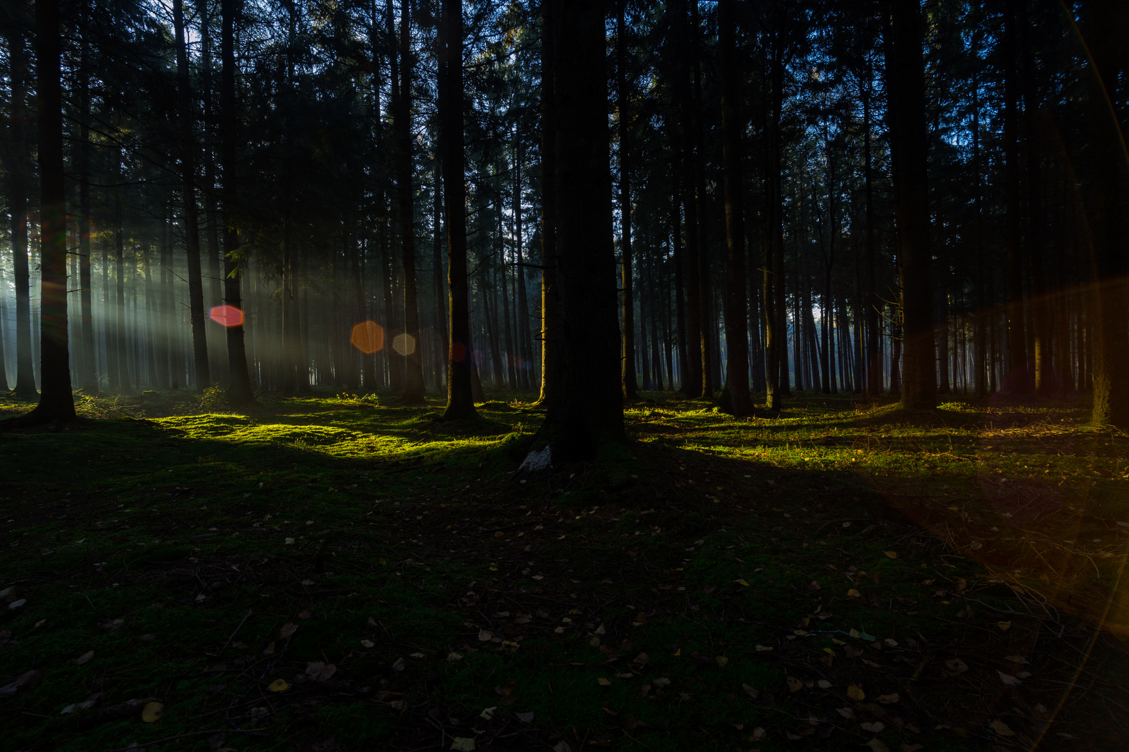 Sonnenaufgang in den Kreistannen