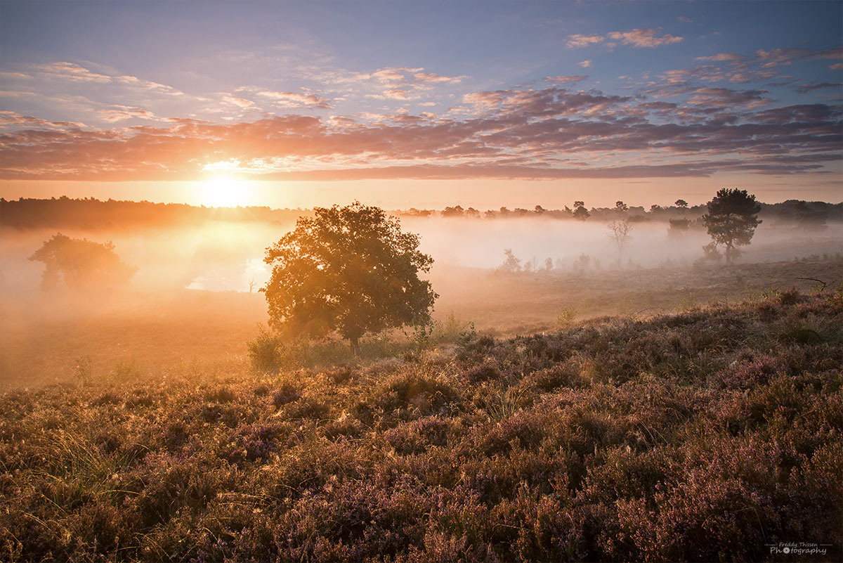 Sonnenaufgang in den Maasduinen, Niederlande