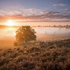 Sonnenaufgang in den Maasduinen, Niederlande