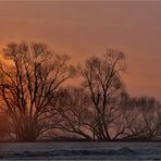 Sonnenaufgang in den Mainauen