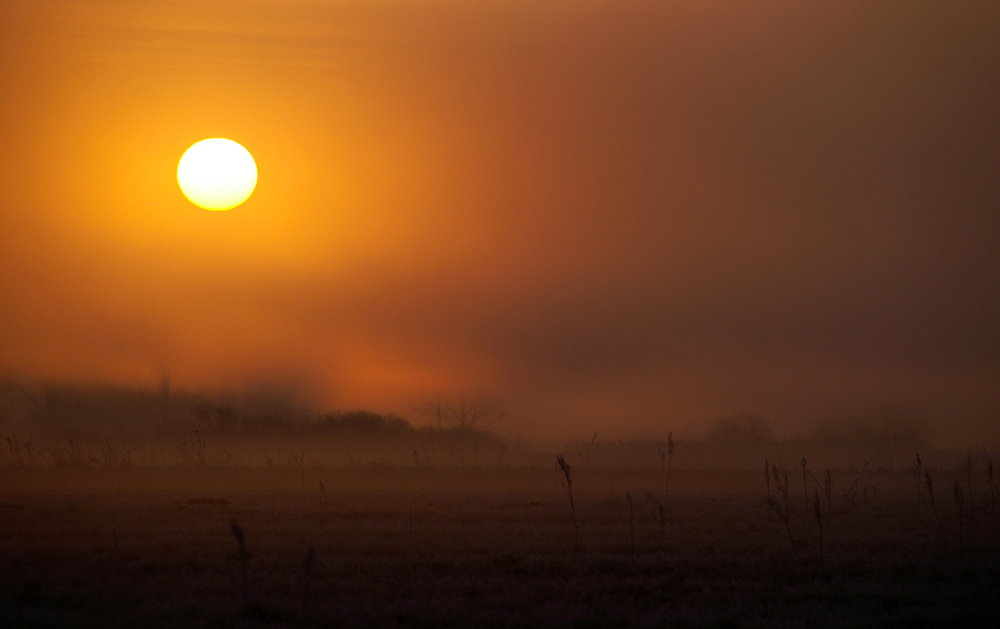 Sonnenaufgang in den Mainauen