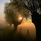 Sonnenaufgang in den Rheinauen bei Walsum