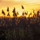 Sonnenaufgang in den Ruhrwiesen 1