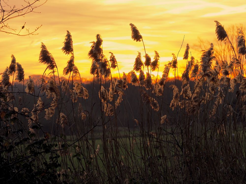 Sonnenaufgang in den Ruhrwiesen 1