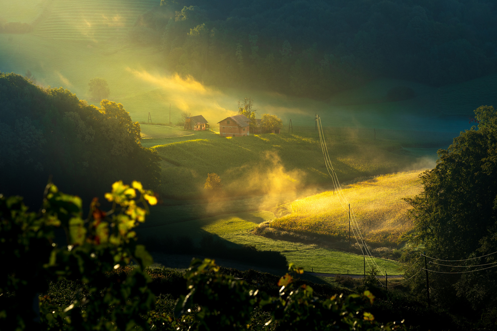 Sonnenaufgang in den Weinbergen