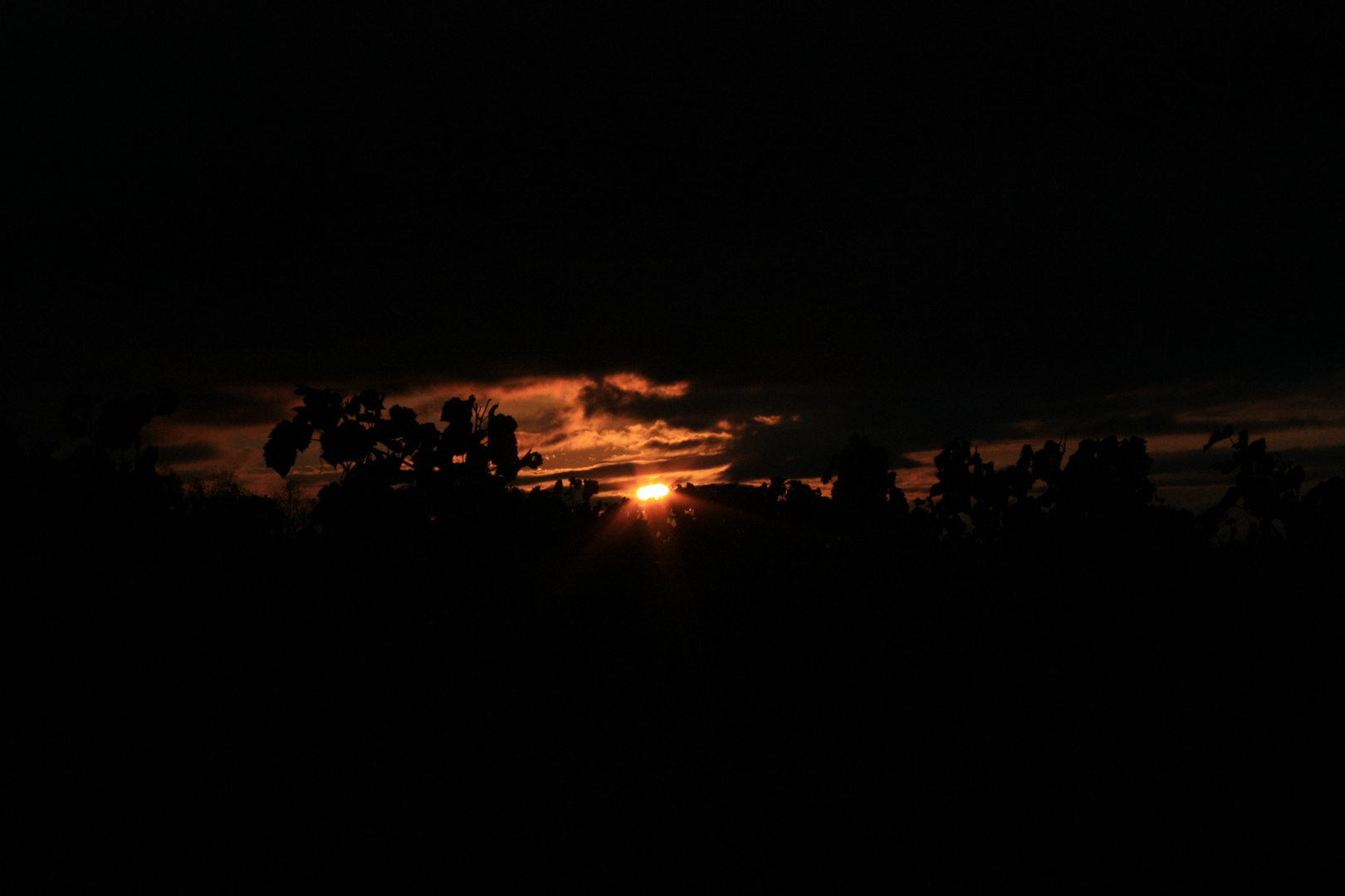 Sonnenaufgang in den Weinbergen