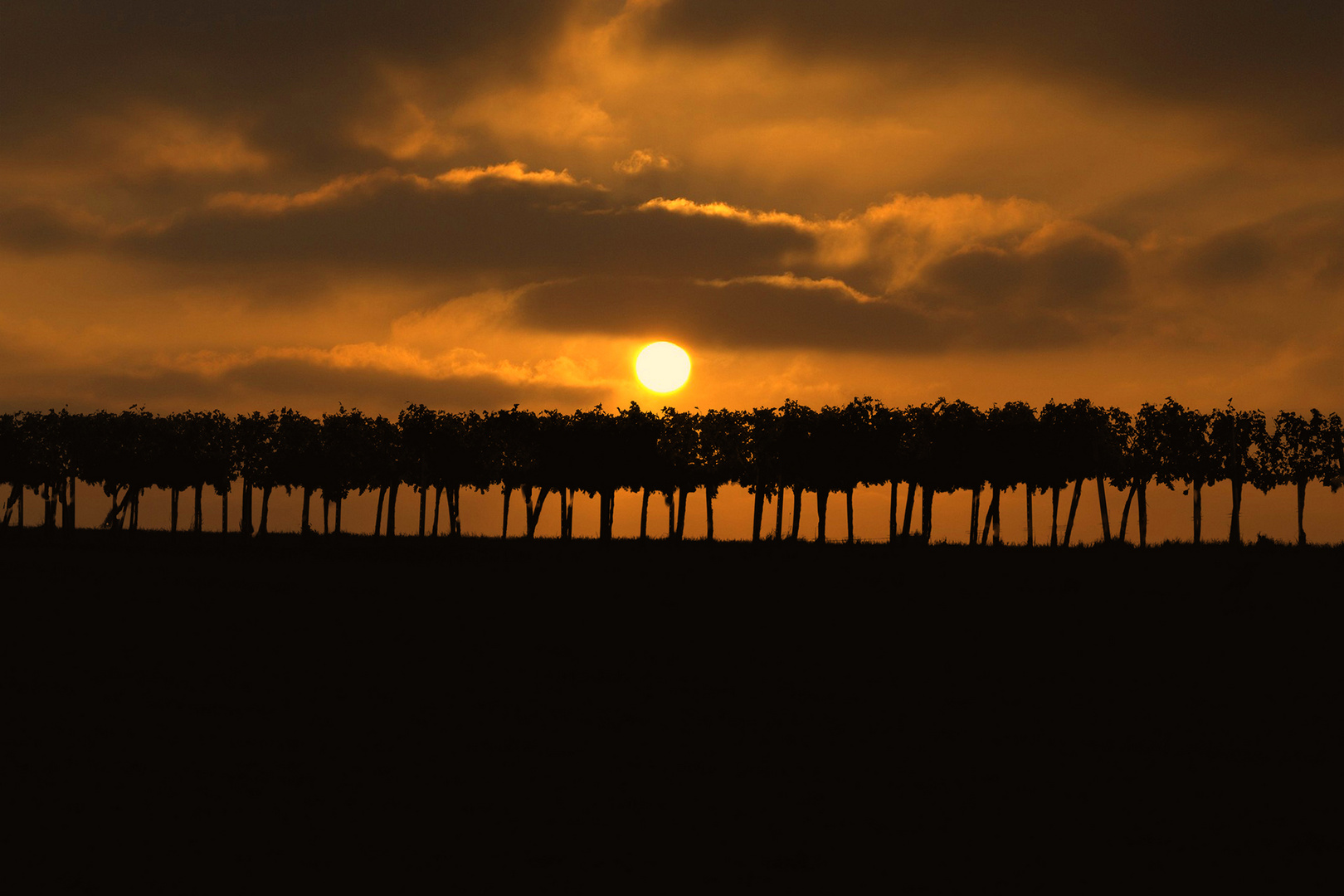  Sonnenaufgang in den Weinbergen