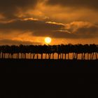  Sonnenaufgang in den Weinbergen