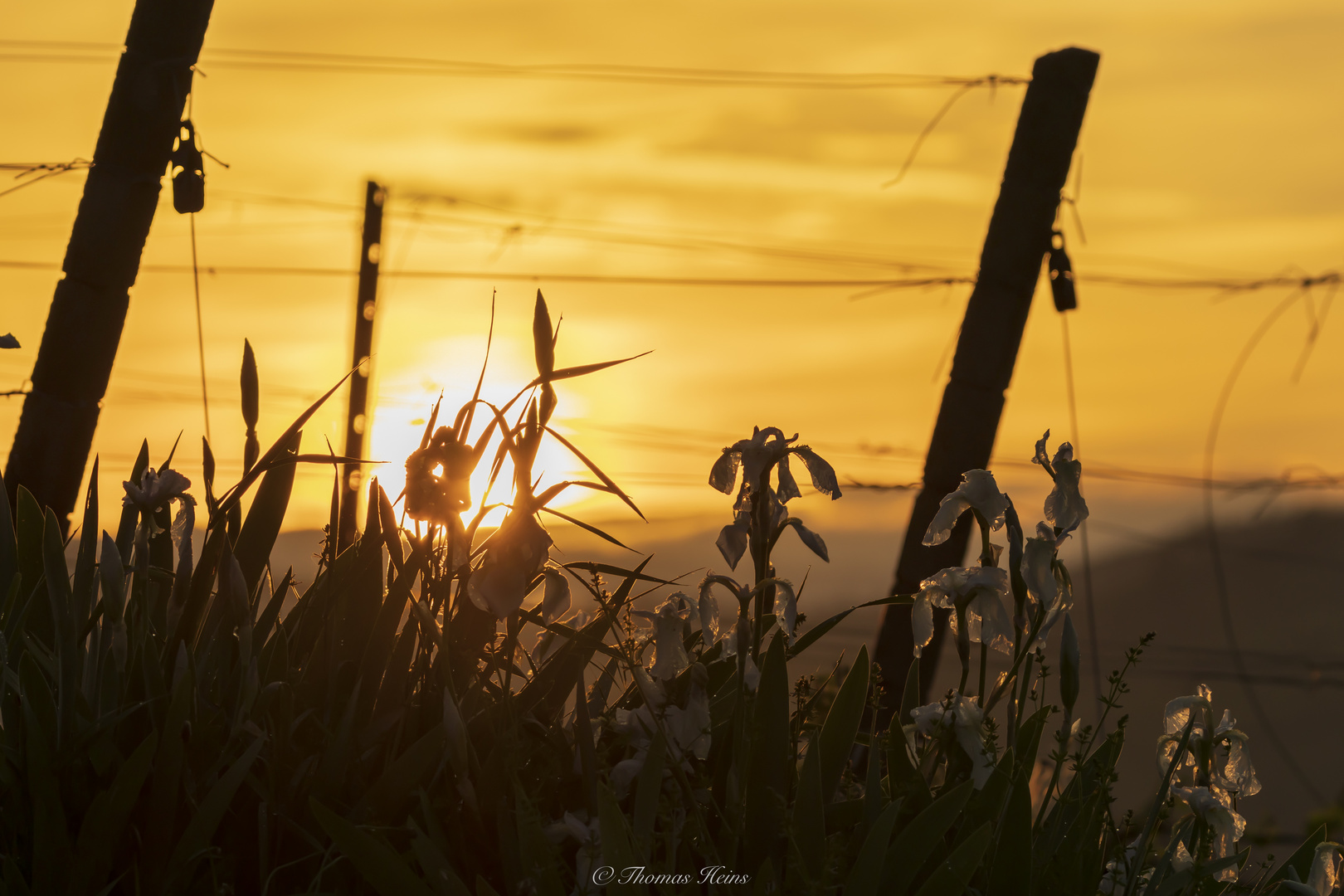 Sonnenaufgang in den Weinbergen